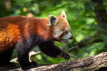 Red panda (Ailurus fulgens) on the tree. Cute panda bear in forest habitat.