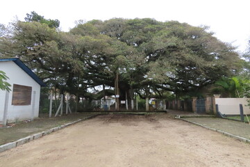 Big tree in the village
