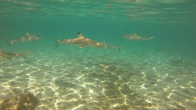 Requins de lagon &agrave; Taha'a, Polyn&eacute;sie fran&ccedil;aise