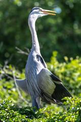 Grey Heron (Ardea cinerea), Bird
