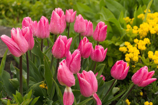 Pink tulips dotted with raindrops in a city park.