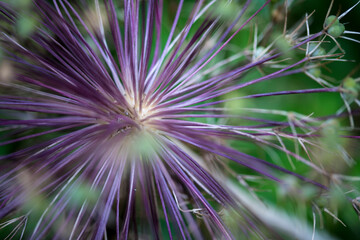 Allium