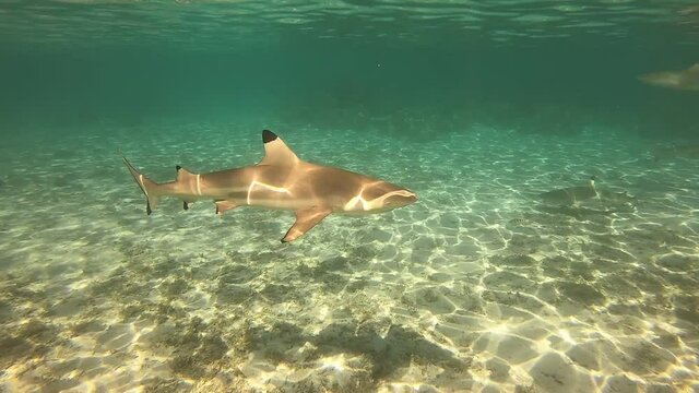 Requins de lagon &agrave; Taha'a, Polyn&eacute;sie fran&ccedil;aise