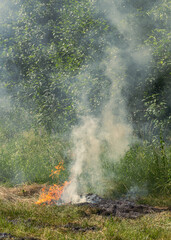Fototapeta na wymiar Old green grass on fire, burning nature