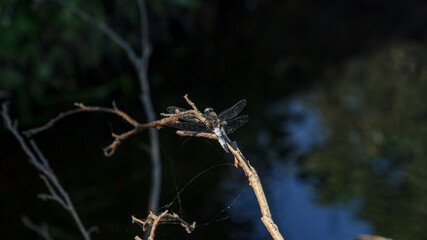 Large light blue dragonfly with open wings