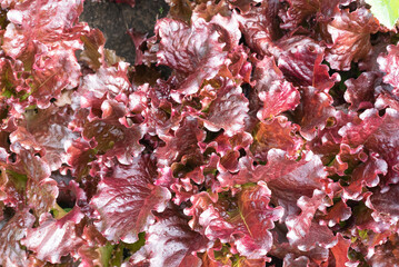 Lettuce leaves on a garden bed top view abstract background.