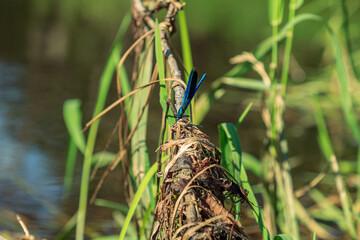 Blue dragonfly insect on grass