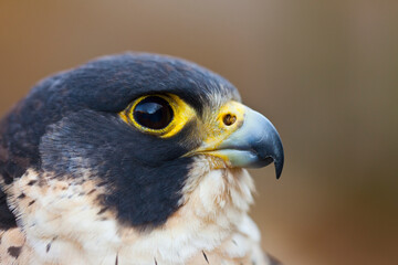 PEREGRINE FALCON (Falco peregrinus)