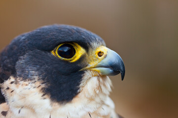 PEREGRINE FALCON (Falco peregrinus)