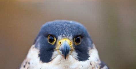 PEREGRINE FALCON (Falco peregrinus)