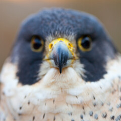 PEREGRINE FALCON (Falco peregrinus)