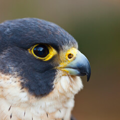 PEREGRINE FALCON (Falco peregrinus)