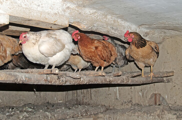 Homemade chickens sit on a hen in a chicken coop