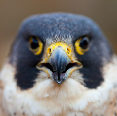 PEREGRINE FALCON (Falco peregrinus)