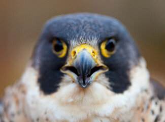 PEREGRINE FALCON (Falco peregrinus)