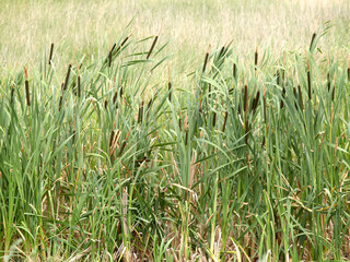 Thickets of broadleaf cattail (Typha latifolia L.) on the banks of the reservoir