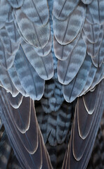 PEREGRINE FALCON (Falco peregrinus)