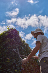 Man pruning a green wall