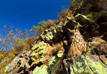 EURASIAN EAGLE OWL - BUHO REAL (Bubo bubo)