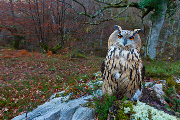EURASIAN EAGLE OWL - BUHO REAL (Bubo bubo)