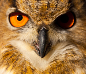 EURASIAN EAGLE OWL - BUHO REAL (Bubo bubo)