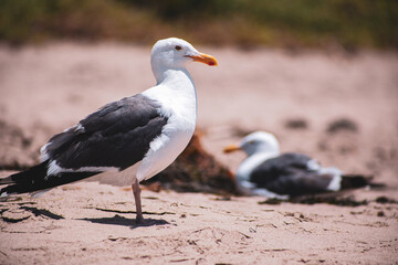 seagulls on the beach