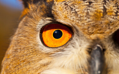 EURASIAN EAGLE OWL - BUHO REAL (Bubo bubo)