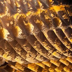 EURASIAN EAGLE OWL - BUHO REAL (Bubo bubo)