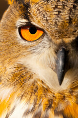 EURASIAN EAGLE OWL - BUHO REAL (Bubo bubo)