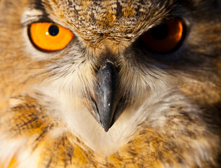 EURASIAN EAGLE OWL - BUHO REAL (Bubo bubo)