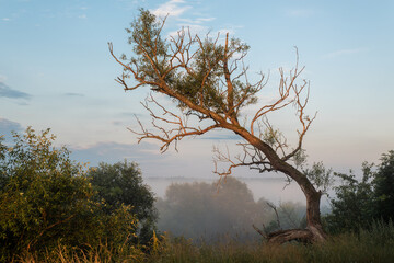 Calm mystical landscape at dawn. Silhouette of a dry tree on a hill in fog.