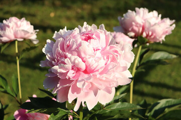 pink peonies flowers in the garden