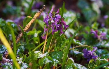 Closeup of single winter flower peeping through snow