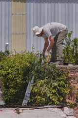 Man pruning a green wall
