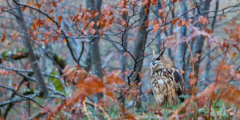 EURASIAN EAGLE OWL - BUHO REAL (Bubo bubo)