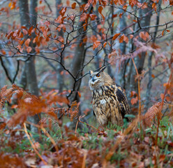 EURASIAN EAGLE OWL - BUHO REAL (Bubo bubo)