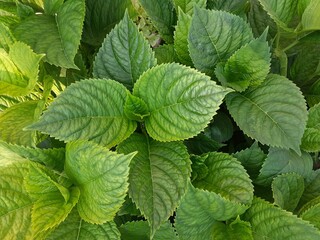 fresh mint leaves