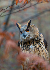 EURASIAN EAGLE OWL - BUHO REAL (Bubo bubo)