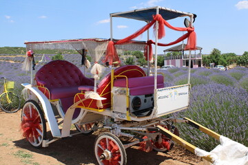 Lavander, garden,
landscape