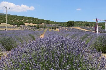 Lavander, garden,
landscape
