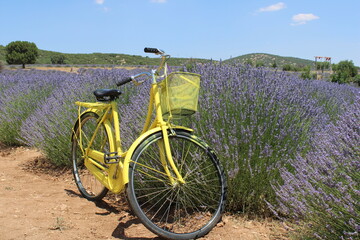 Lavander, garden,
landscape