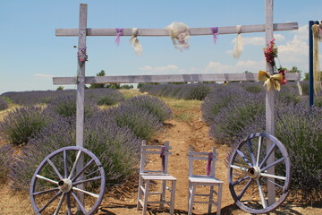 Lavander, garden,
landscape