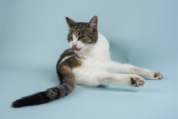 A young relaxed cat poses for a photo