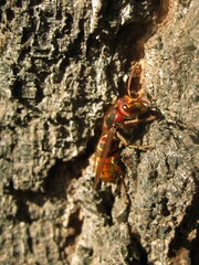 European hornet (Vespa crabro) - insect on tree bark, Gdansk, Poland