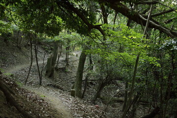 京都桂＆御所20150511