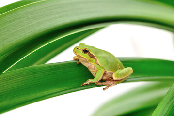 frog sitting on a leaf