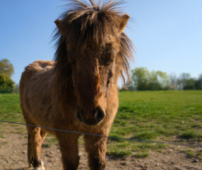 Little brown shetland pony standing in a field	
