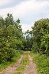 Fototapeta premium road in the forest