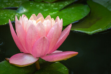 Magic big bright pink water lily or lotus flower Perry's Orange Sunset in garden pond. Nymphaea is so beautiful. Flower landscape for nature wallpaper with copy space. Selective focus