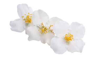 Naklejka na ściany i meble jasmine flowers isolated
